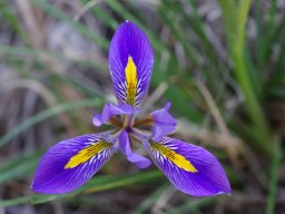 Iris_unguicularis_Route_Apollona__Laerma